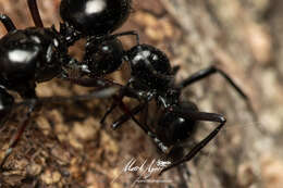 Image of Polyrhachis pilosa Donisthorpe 1938