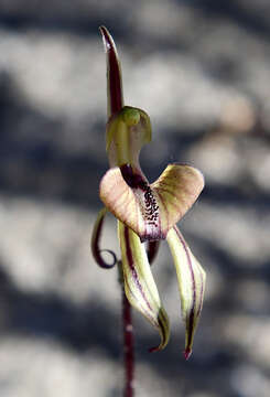 Image of Short-sepalled spider orchid