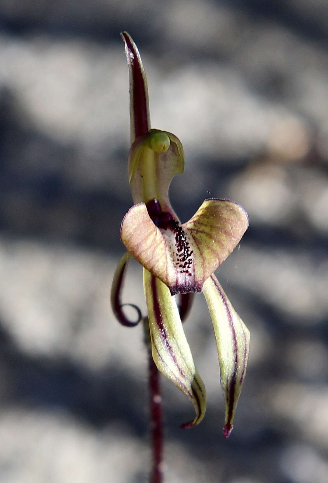 Sivun Caladenia brevisura Hopper & A. P. Br. kuva