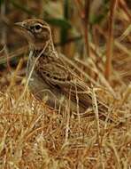 Image of Greater Short-toed Lark