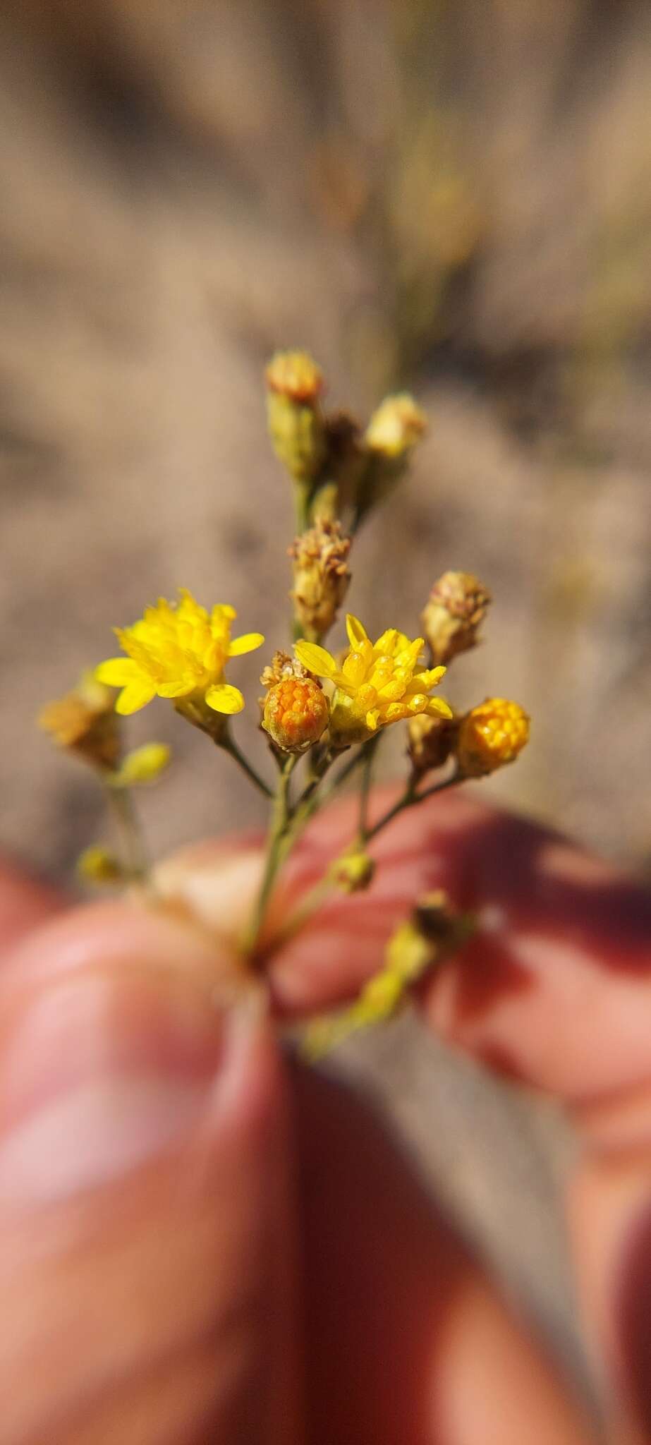 Image of Gutierrezia resinosa (Hook. & Arn.) Blake