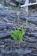 Image of goose tongue