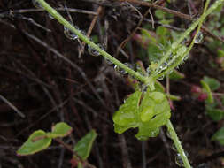 Image of Echinopepon minimus (S. Wats.) S. Wats.