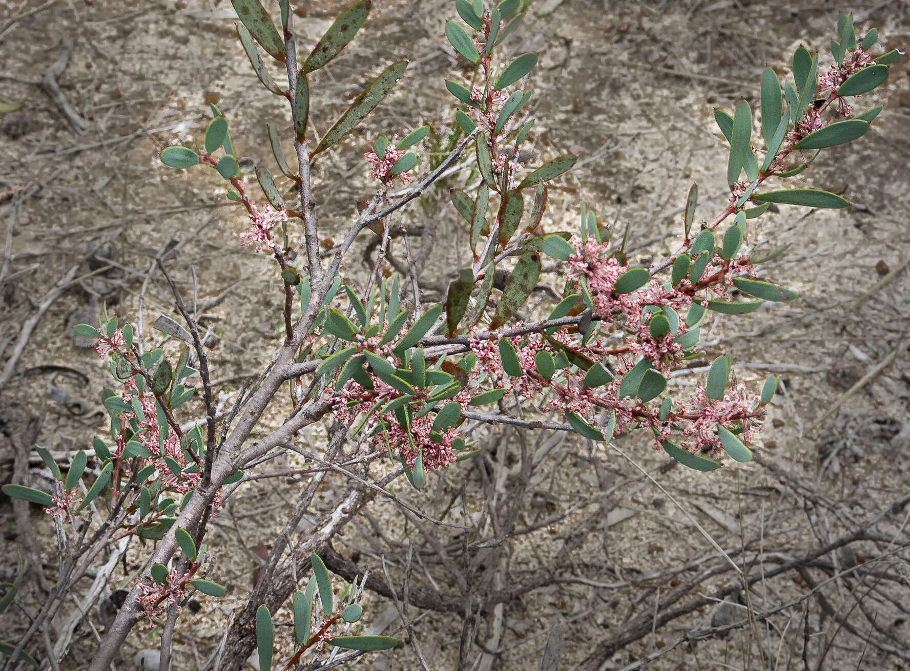 Image of Hakea incrassata R. Br.