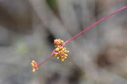 Plancia ëd Ampelocissus acapulcensis (Kunth) Planch.