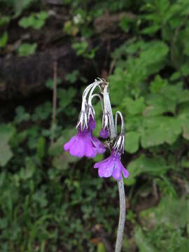 Image of Primula secundiflora Franch.