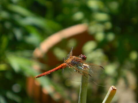 Слика од Orthemis nodiplaga Karsch 1891