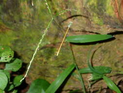 Imagem de Aciagrion pallidum Selys 1891