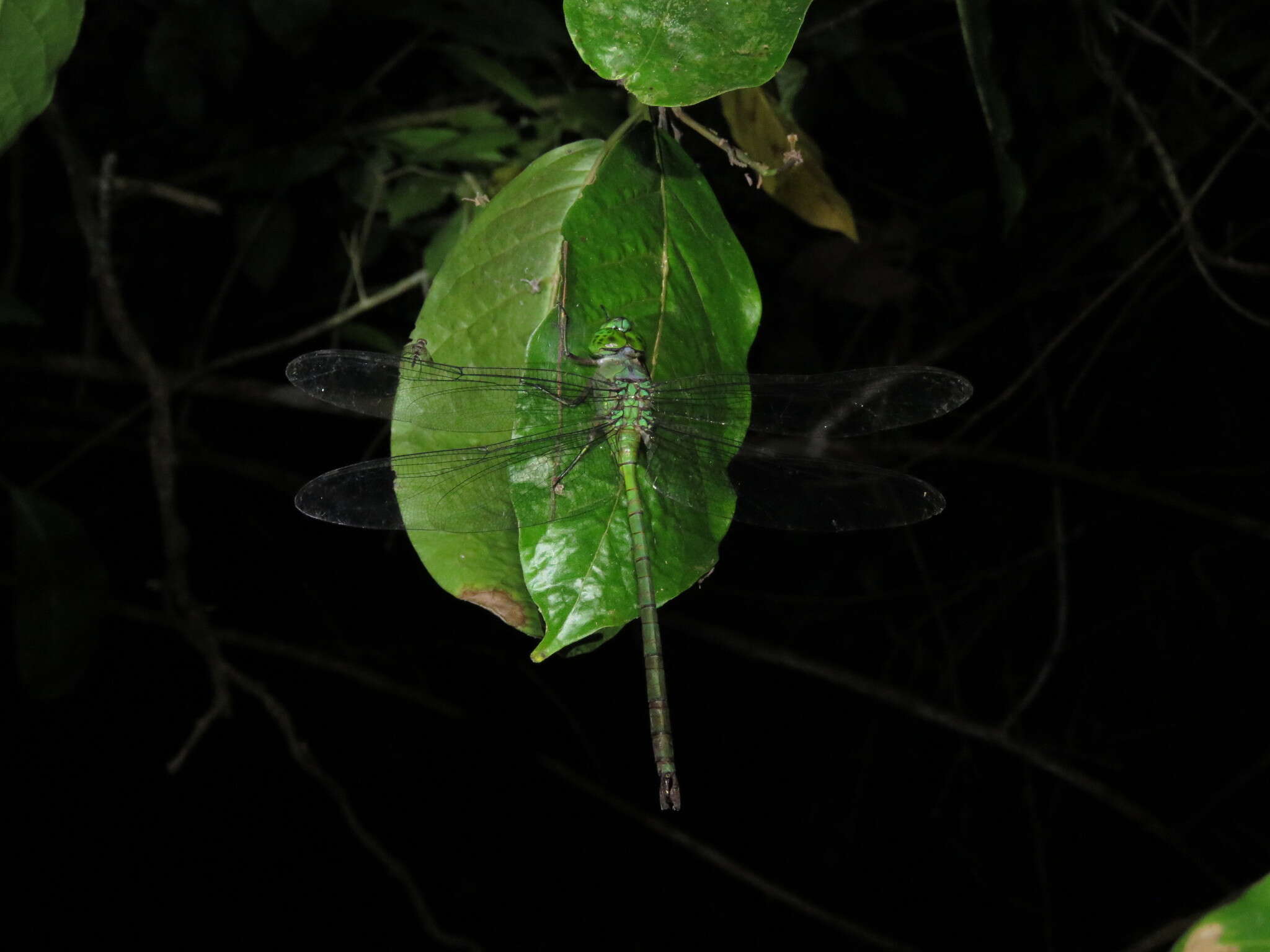 Image of Staurophlebia reticulata (Burmeister 1839)