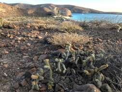 Image of Cylindropuntia alcahes var. burrageana (Britton & Rose) Rebman