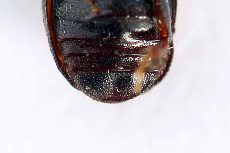 Image of Scolytus sulcifrons Rey 1892