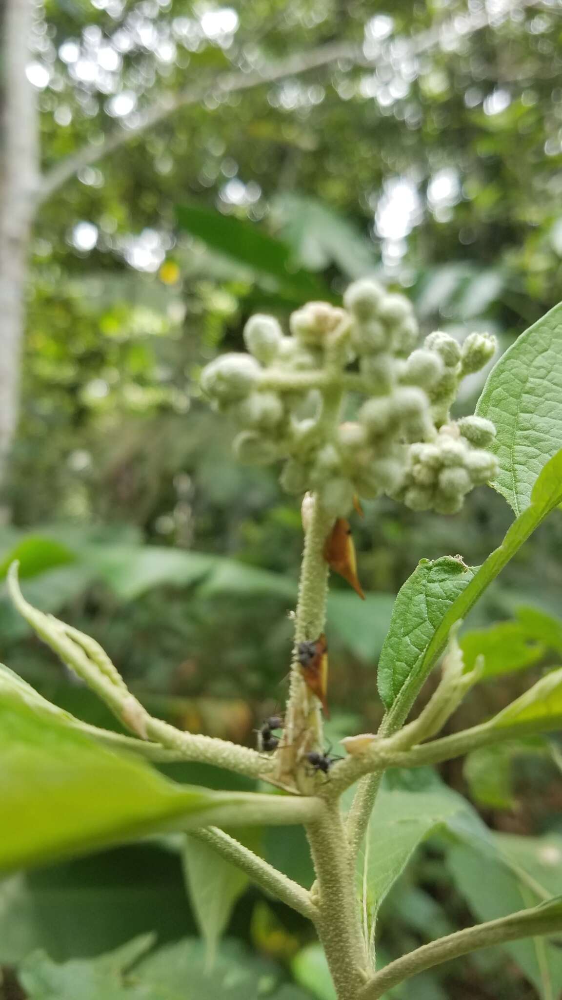 Plancia ëd Enchenopa concolor Fairmaire