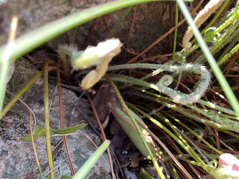 Image of narrowleaf swordfern