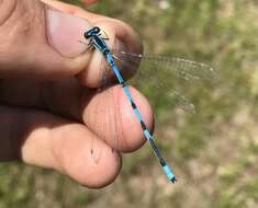 Coenagrion lanceolatum (Selys ex Selys & McLachlan 1872) resmi