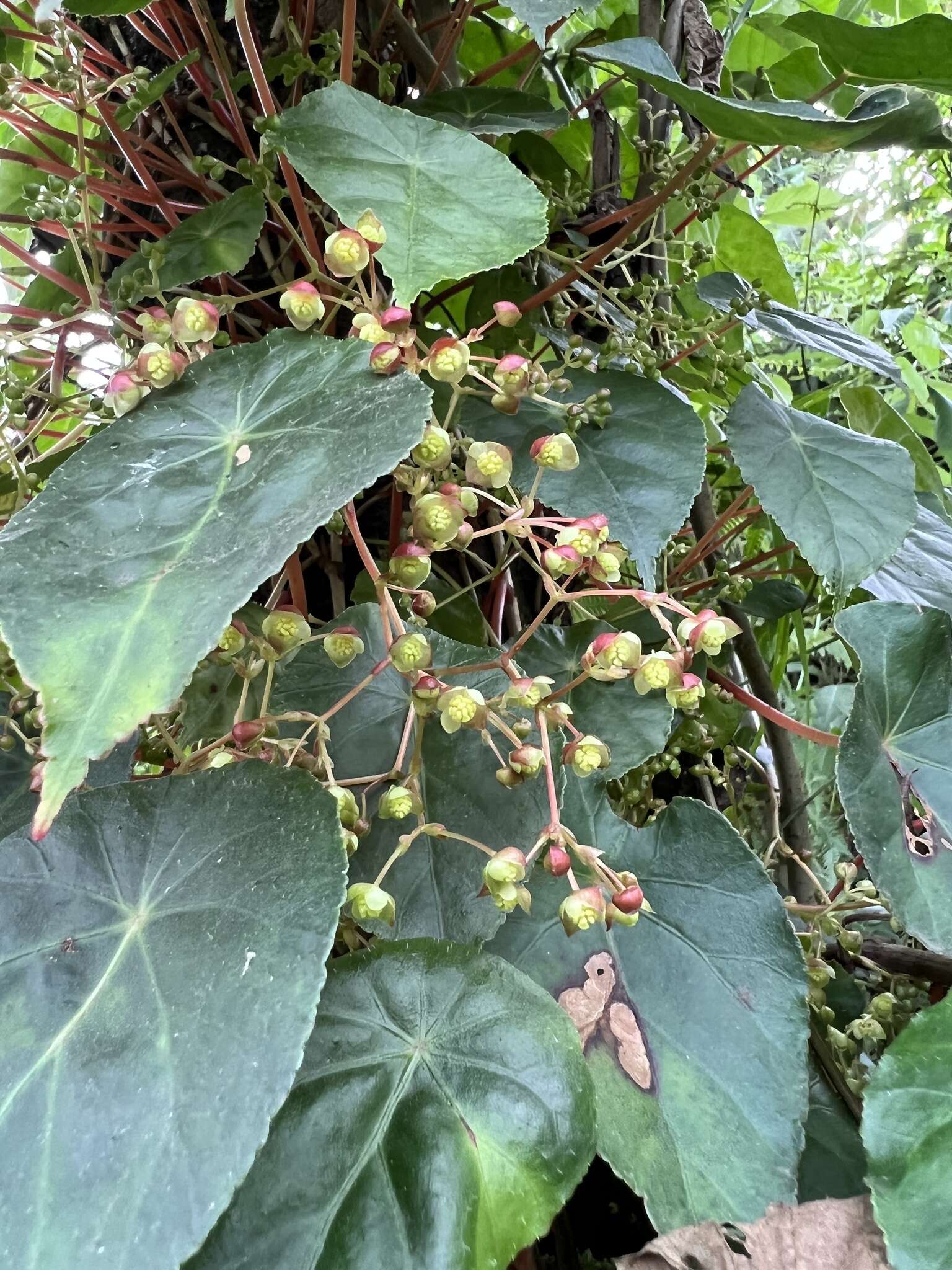 Image of Begonia tropaeolifolia A. DC.