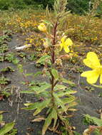 Image of Wolf's evening primrose