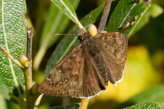 Image of Mournful Duskywing