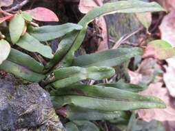 Image of Weeping Fern