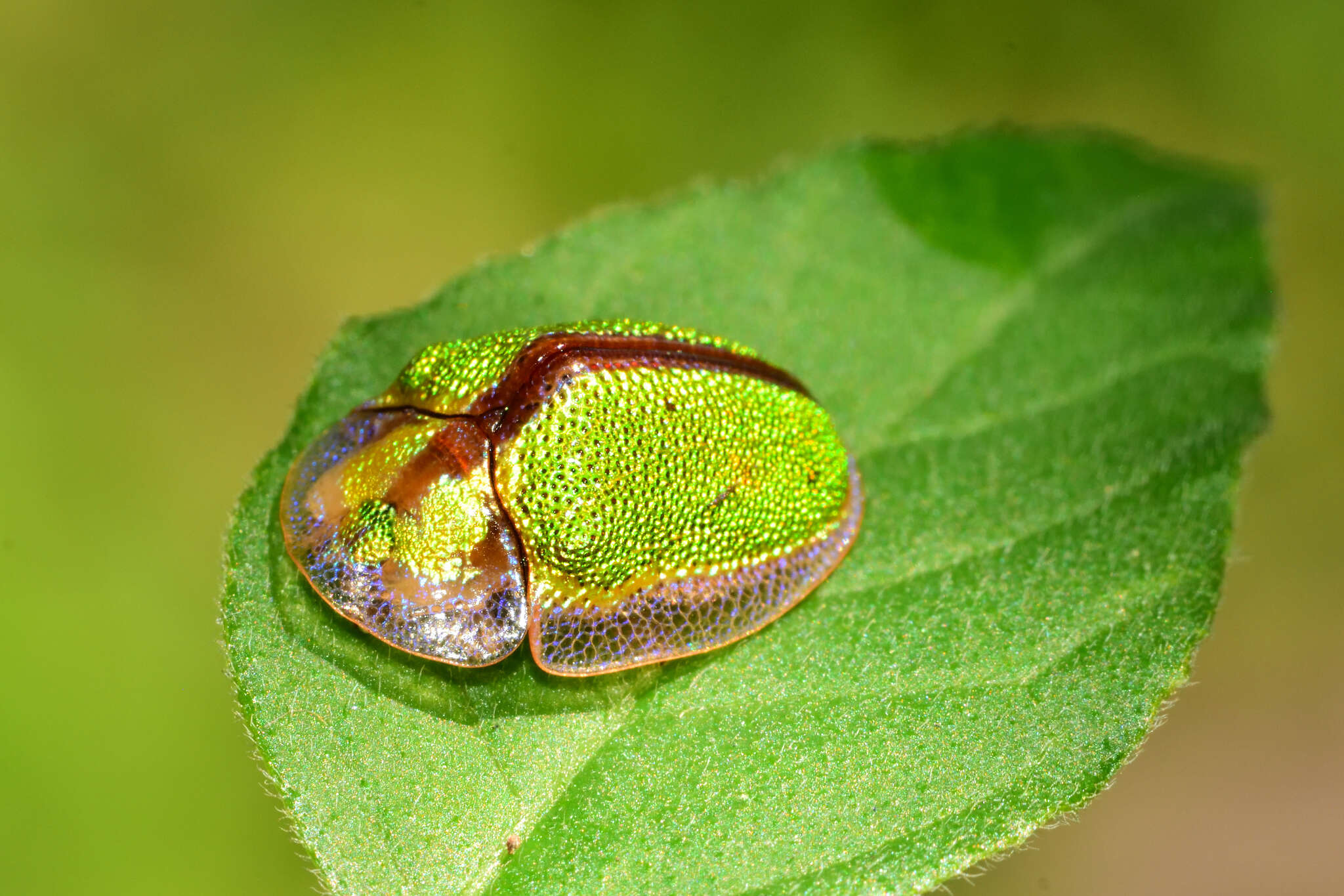 Слика од Physonota nitidicollis Boheman 1854