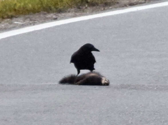 Image of western polecat, polecat