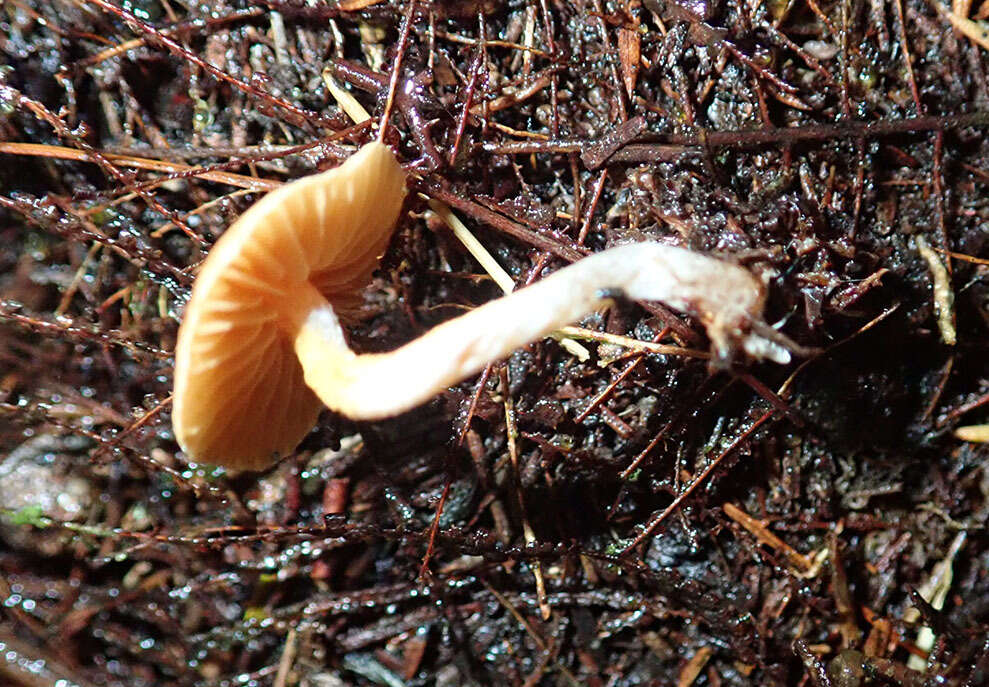 Image of Cortinarius waiporianus Soop 2013