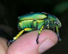 Image of Chrysina woodi (Horn 1884)