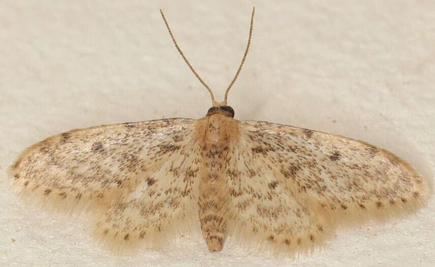 Image of Fortunate Idaea