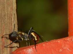 Image of Camponotus sericeiventris (Guerin-Meneville 1838)