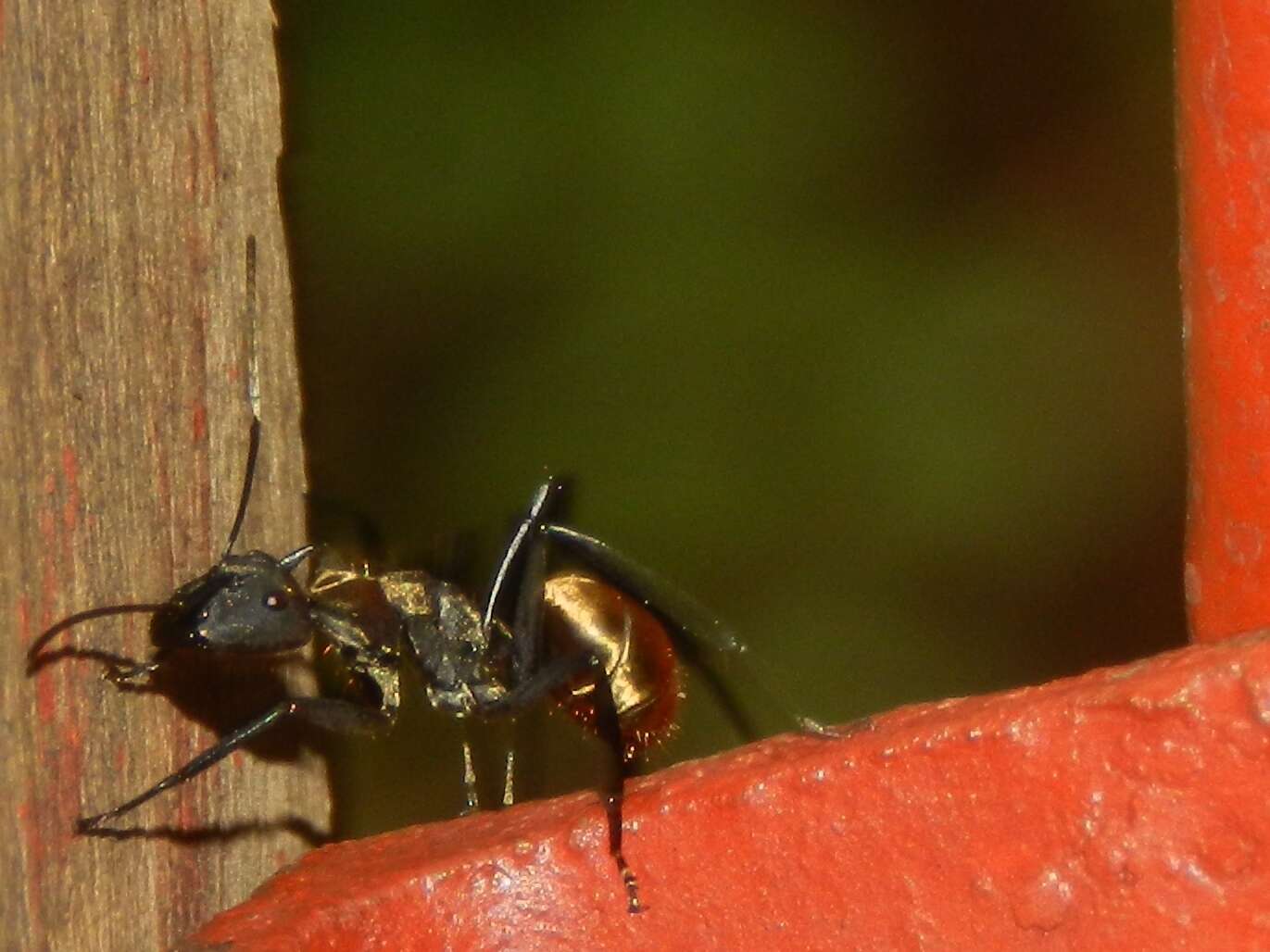 Image of Camponotus sericeiventris (Guerin-Meneville 1838)