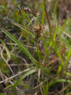 Image of Luzula taiwaniana Satake