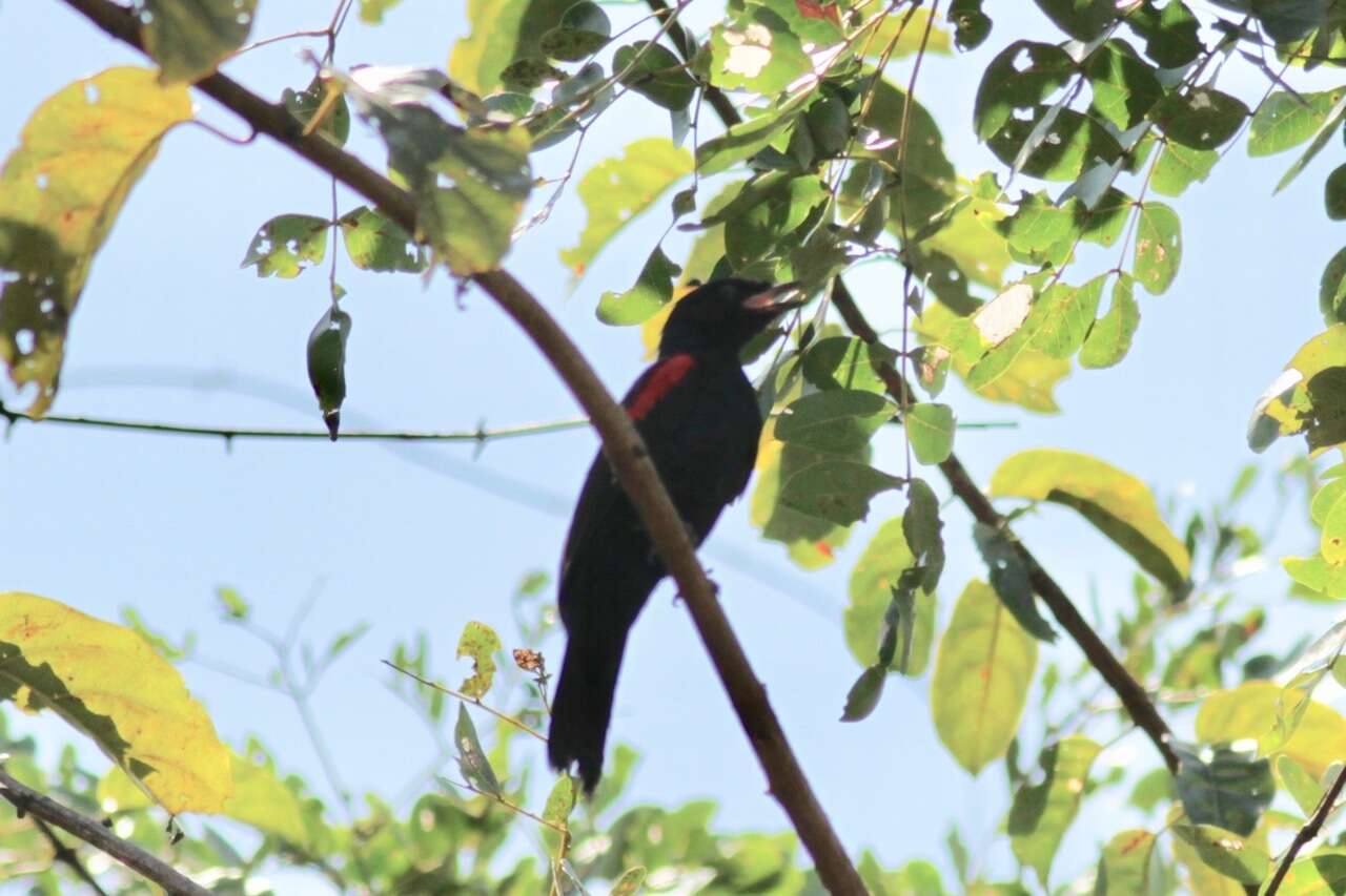 Image of Red-shouldered Cuckoo-shrike