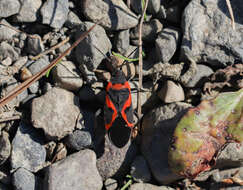 Lygaeus kalmii angustomarginatus Parshley & H. M. 1919 resmi