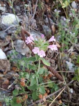 Image of Clinopodium vulgare subsp. orientale Bothmer