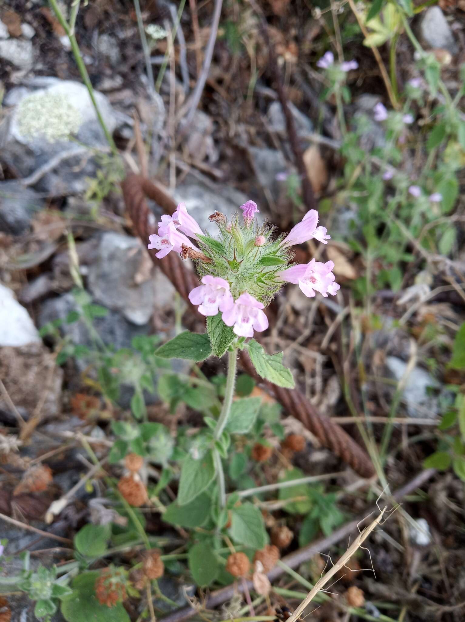 Слика од Clinopodium vulgare subsp. orientale Bothmer