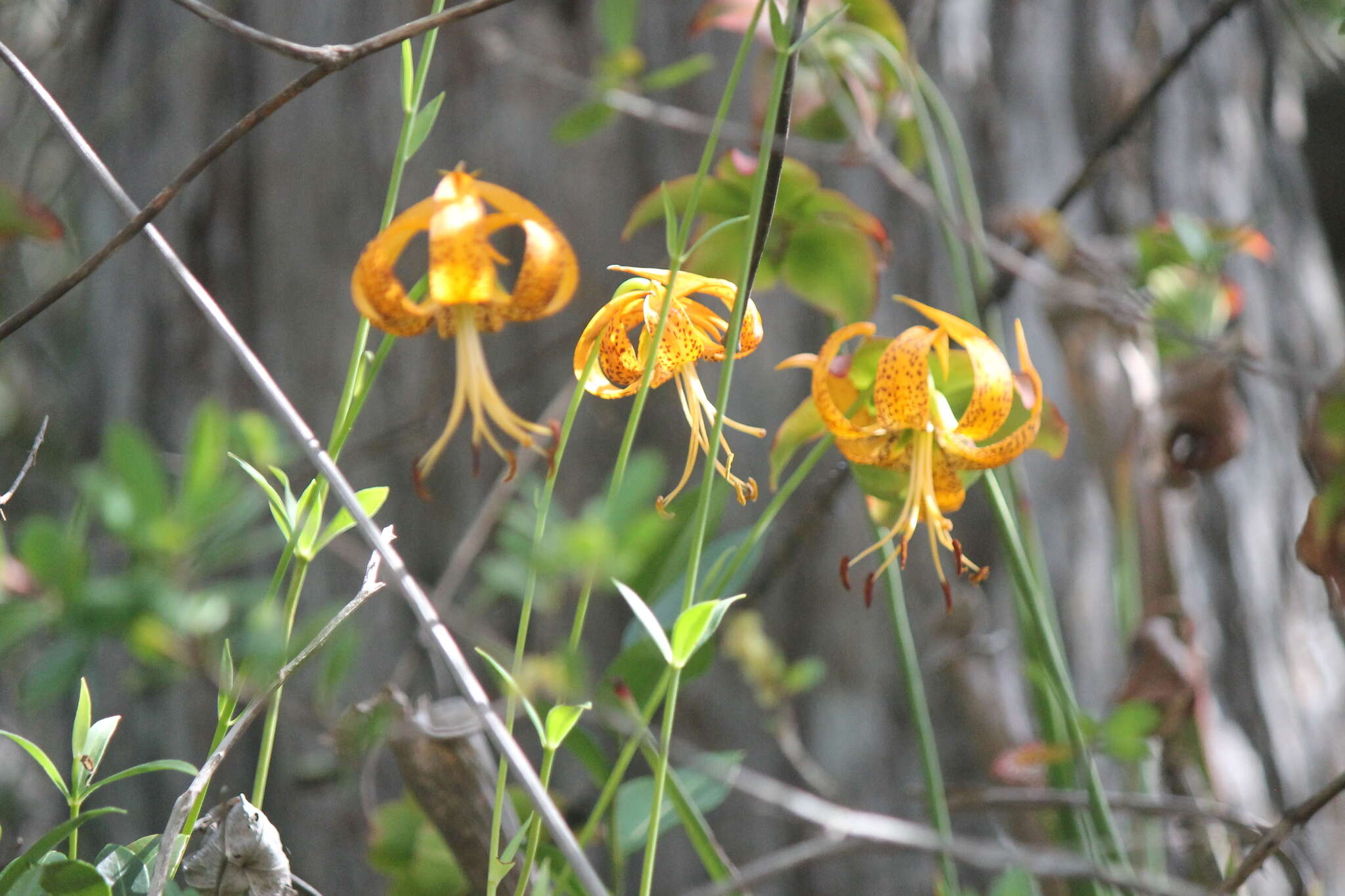 Image of panhandle lily