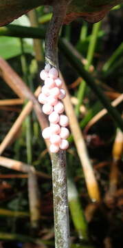 Image of Florida Applesnail