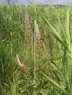 Image of Astilbe rubra Hook. & Thomson