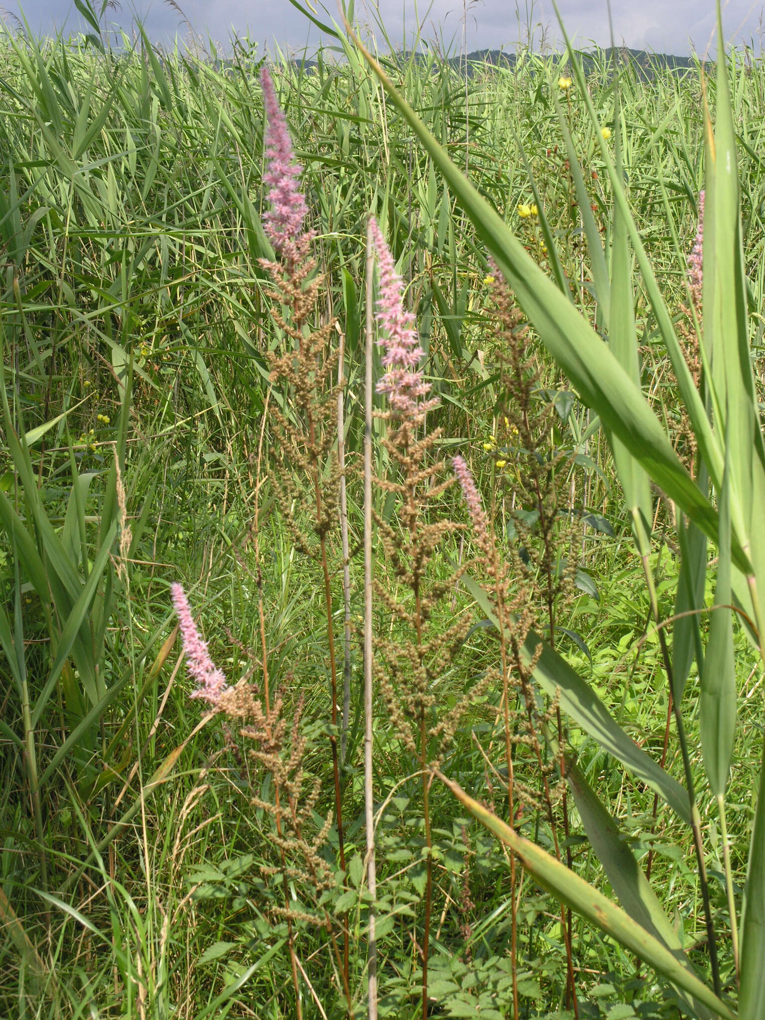 Image de Astilbe rubra Hook. & Thomson