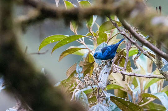 Image of Blue-and-black Tanager