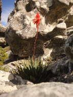 صورة Aloe succotrina Weston