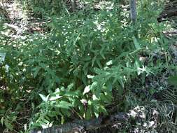 Plancia ëd Symphyotrichum shortii (Lindl.) G. L. Nesom