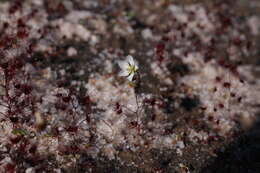 Image de Drosera salina N. Marchant & Lowrie