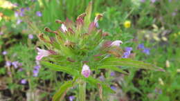 Image de dracocéphale à petite fleur