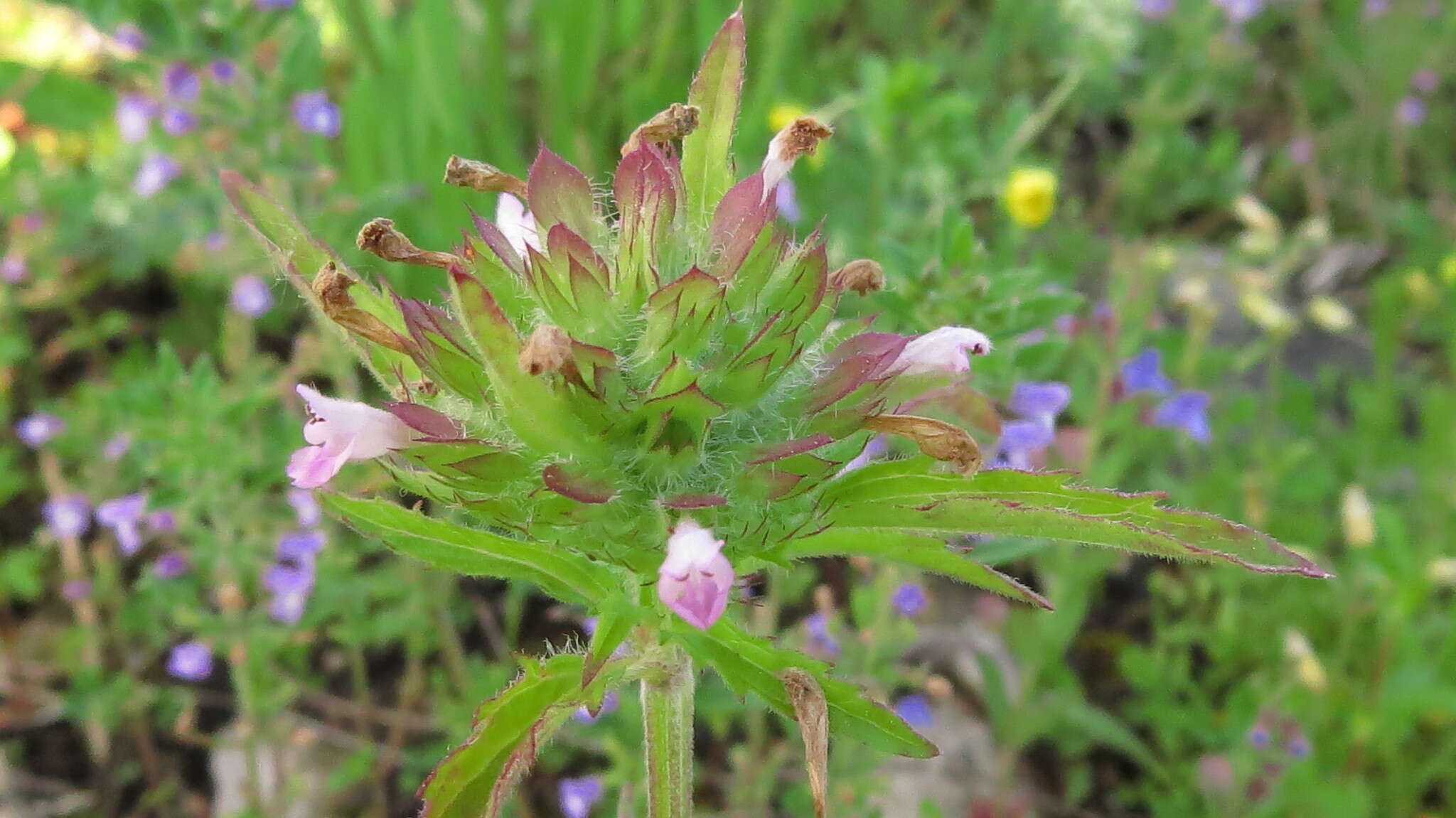 Image de dracocéphale à petite fleur