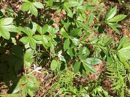 Image of Texas azalea