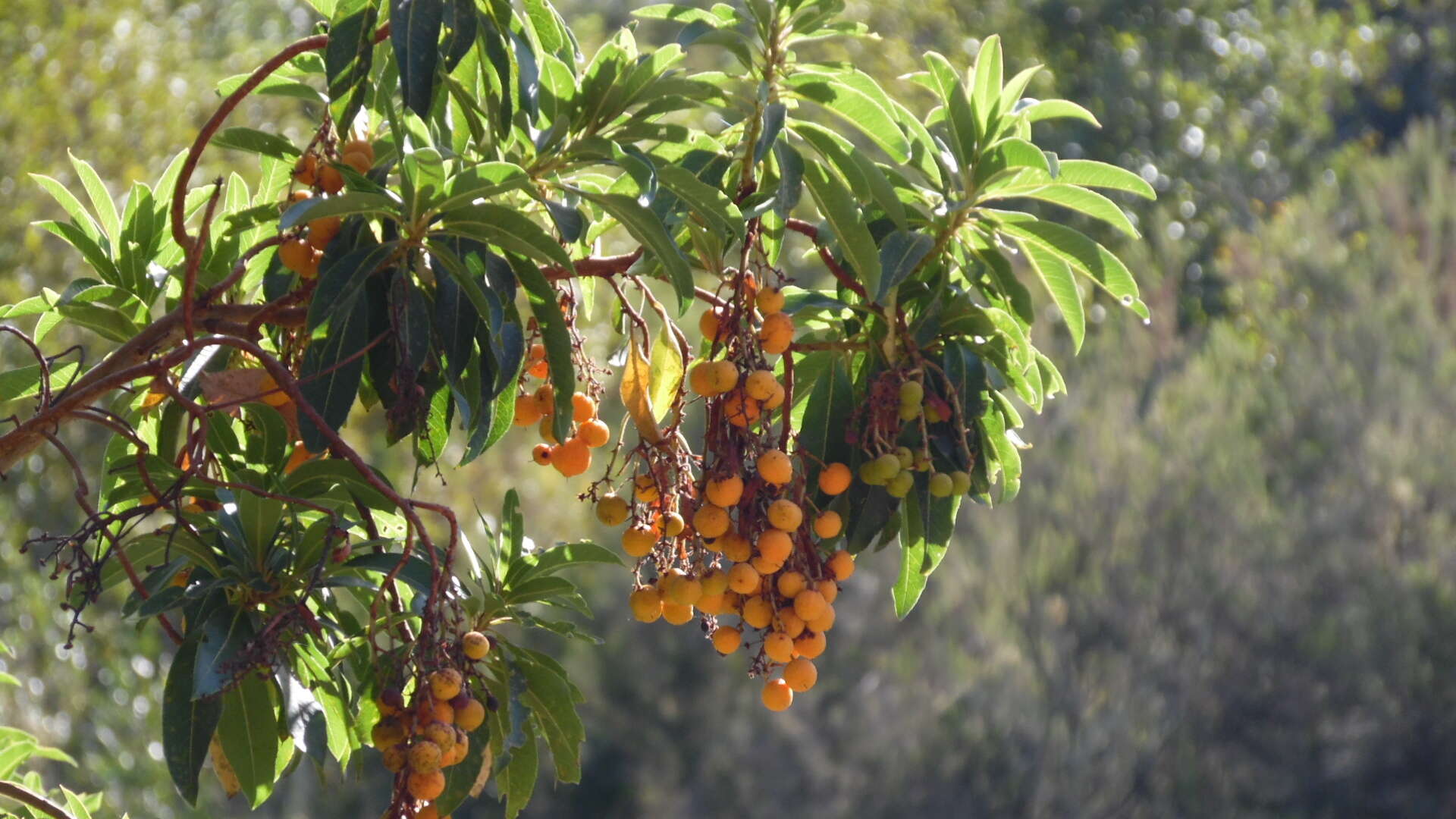 Imagem de Arbutus canariensis Duham.