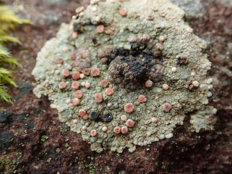 Image of bullseye lichen