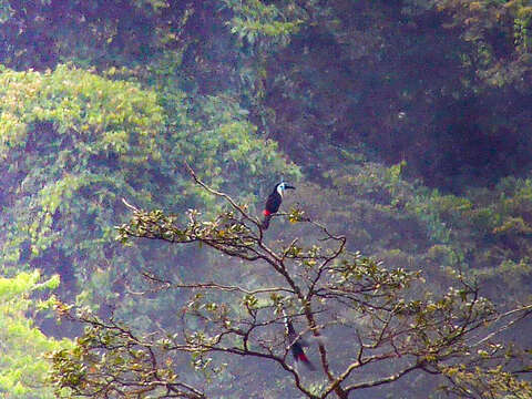 Image of Channel-billed Toucan