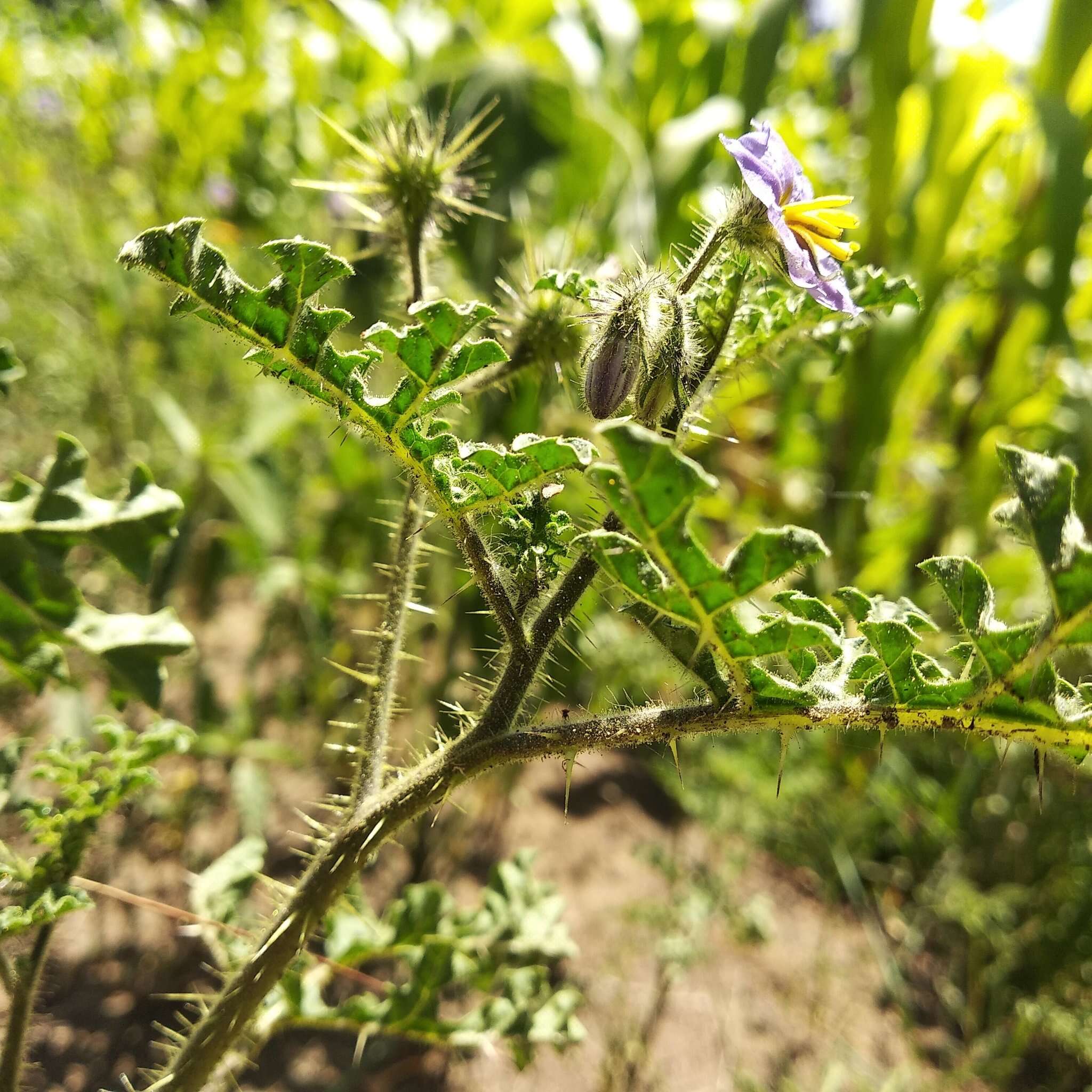 Image de Solanum heterodoxum Dun.