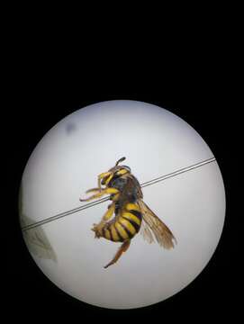 Image de Icteranthidium grohmanni (Spinola 1838)